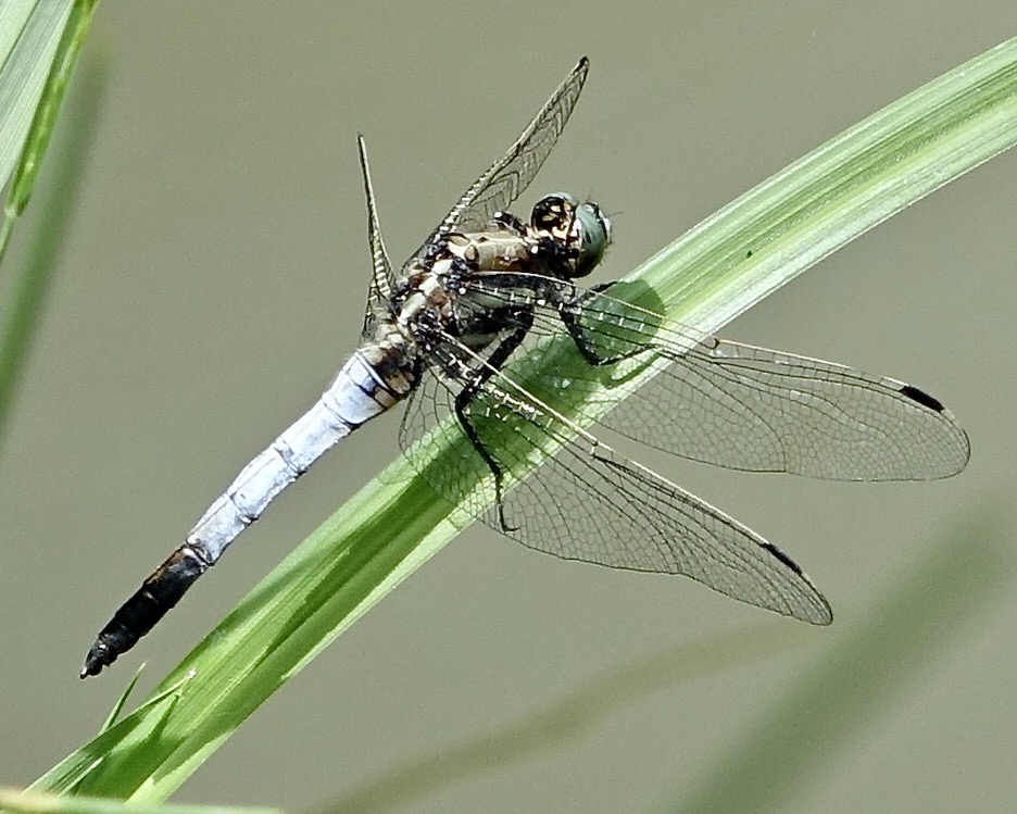 white-tailed skimmer